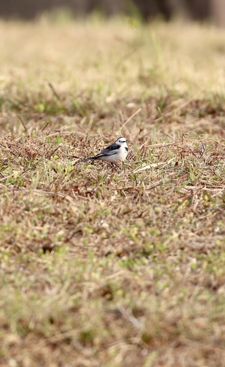 White Wagtail (Chinese) - ML646299110