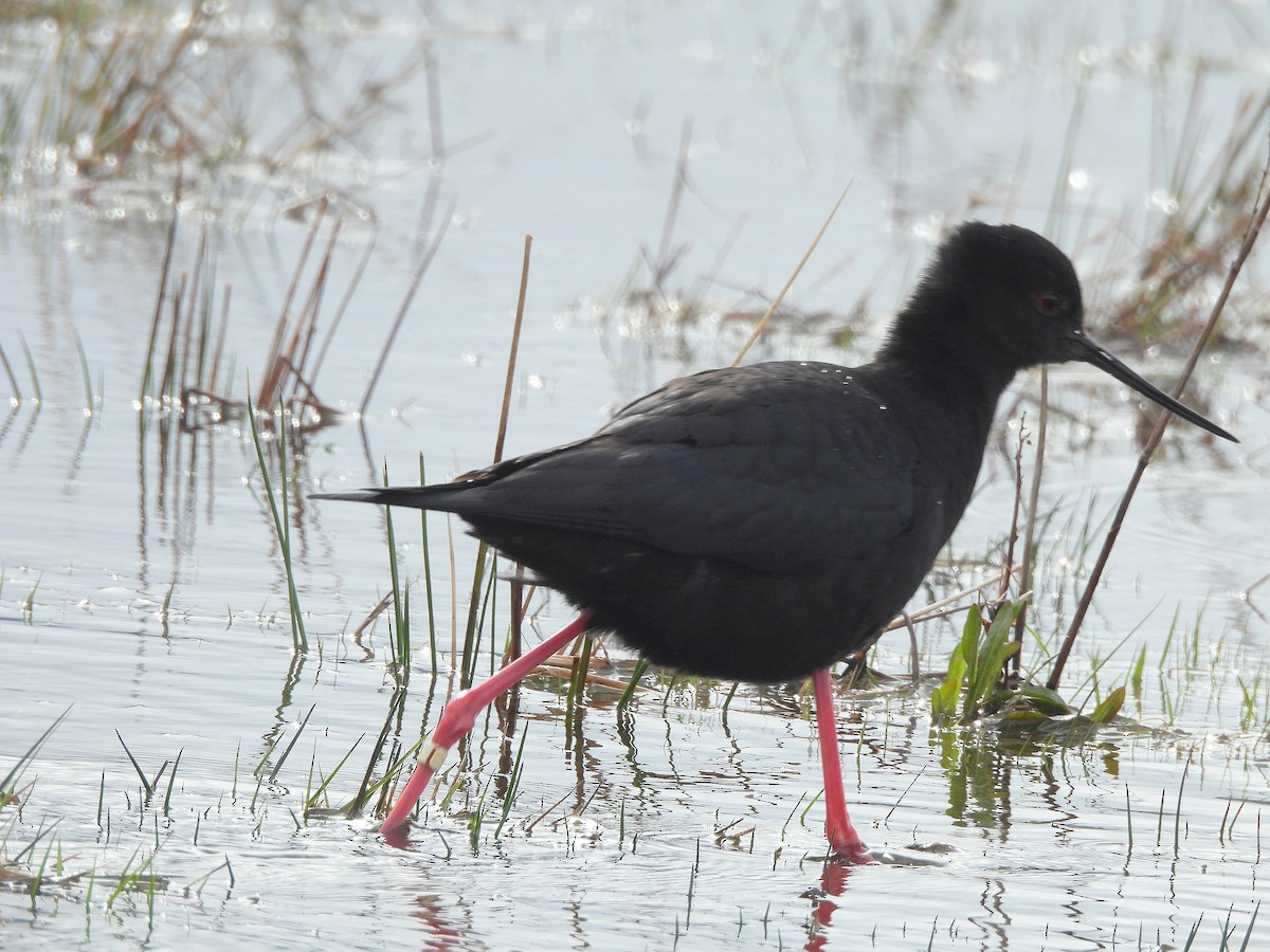 Zankaluze beltza - ML646299112