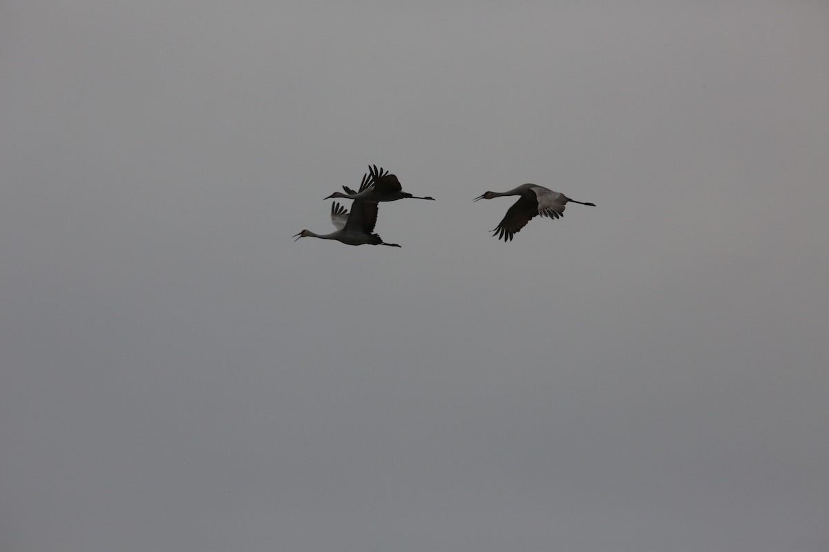 Sandhill Crane - ML646299115