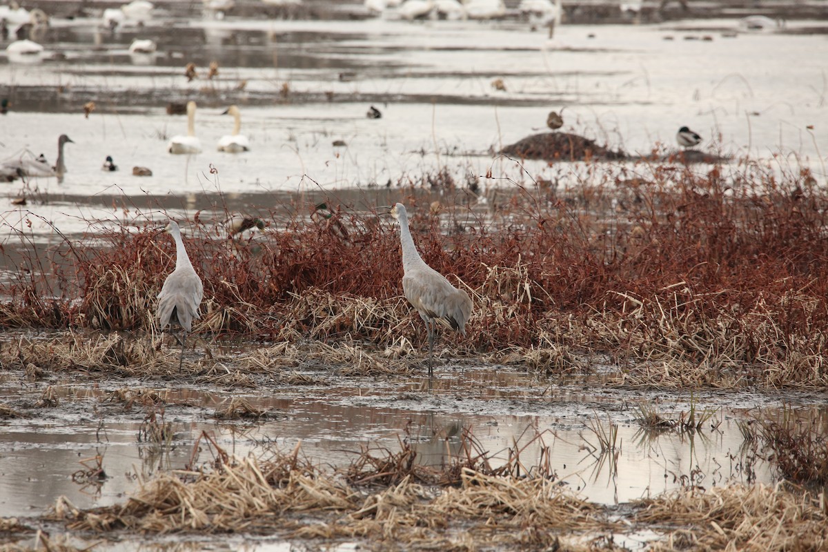 Sandhill Crane - ML646299116