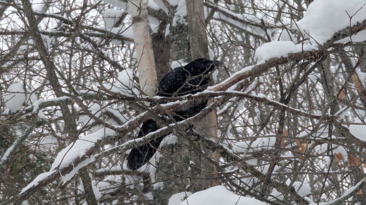 Common Raven - ML646299118