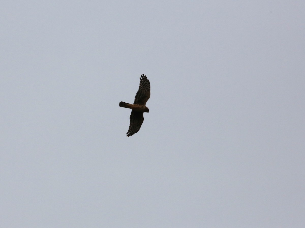 Northern Harrier - ML646299125