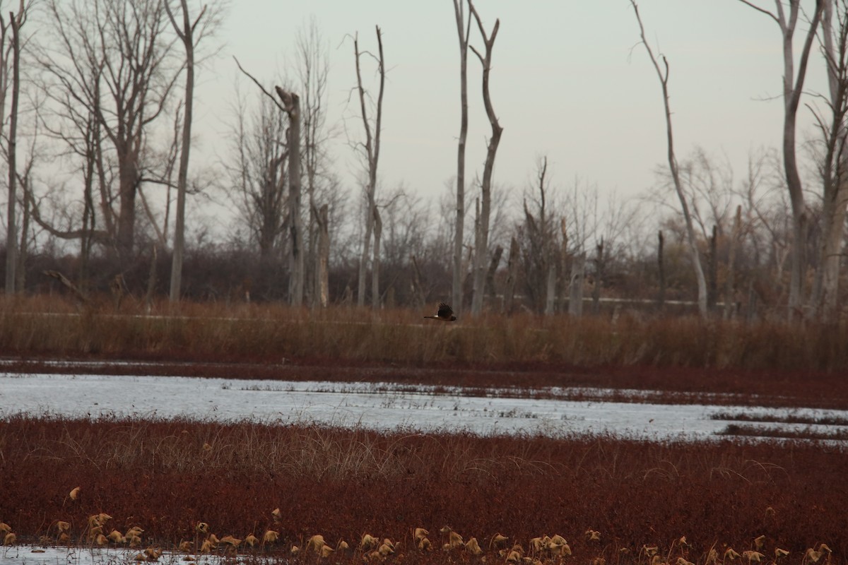 Northern Harrier - ML646299126