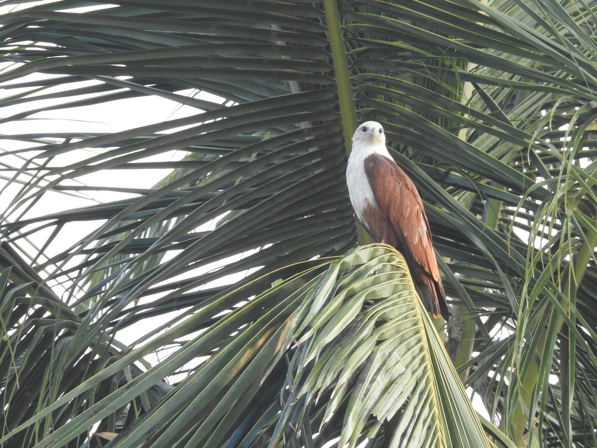 Brahminy Kite - ML646299128