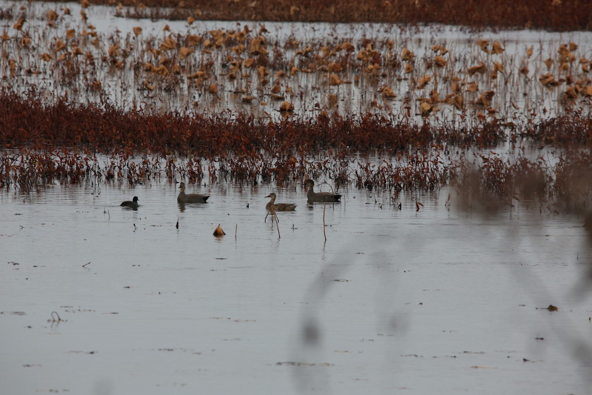 Ipar-ahatea - ML646299130