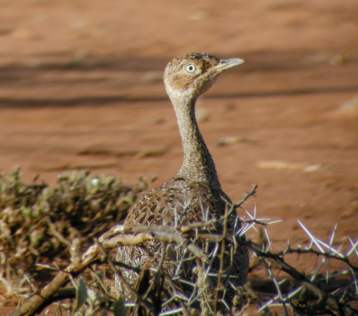 Buff-crested Bustard - ML646299134