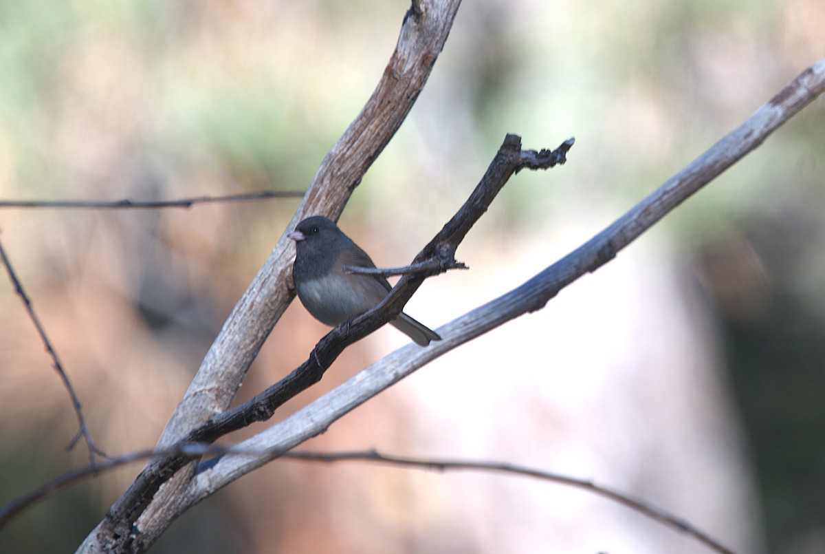 Dark-eyed Junco - ML646299135