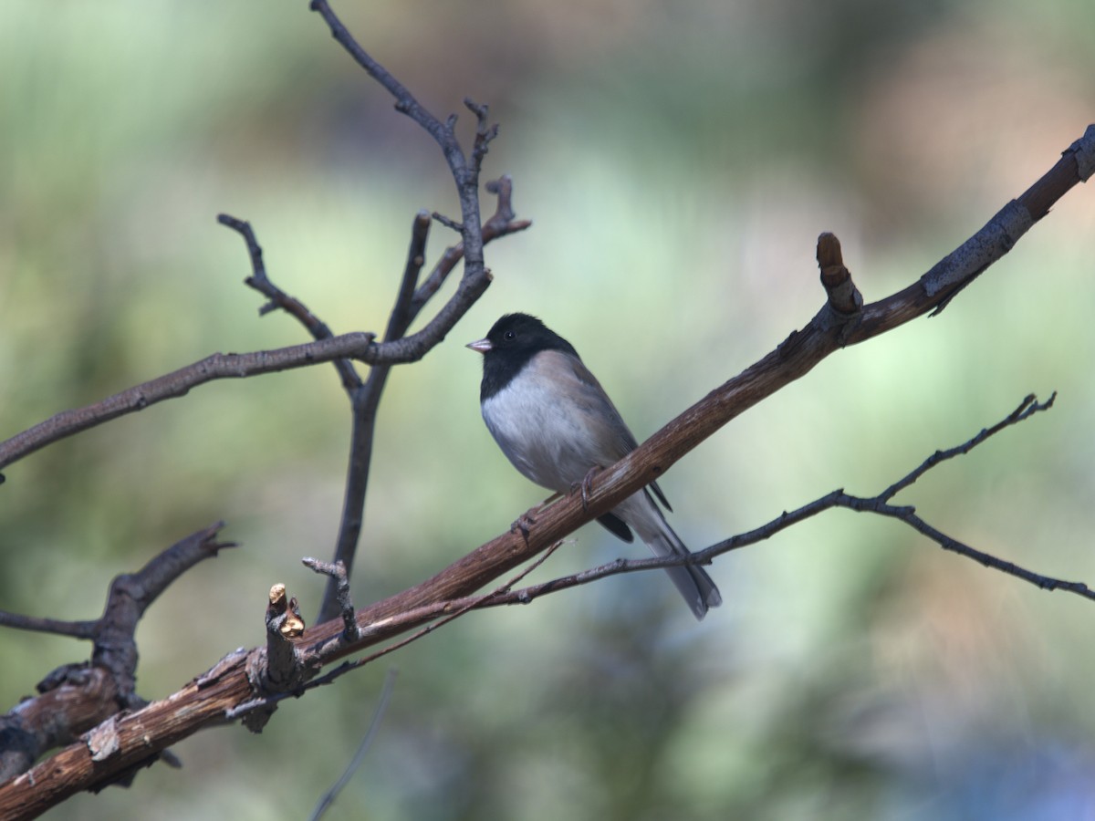 Dark-eyed Junco - ML646299138