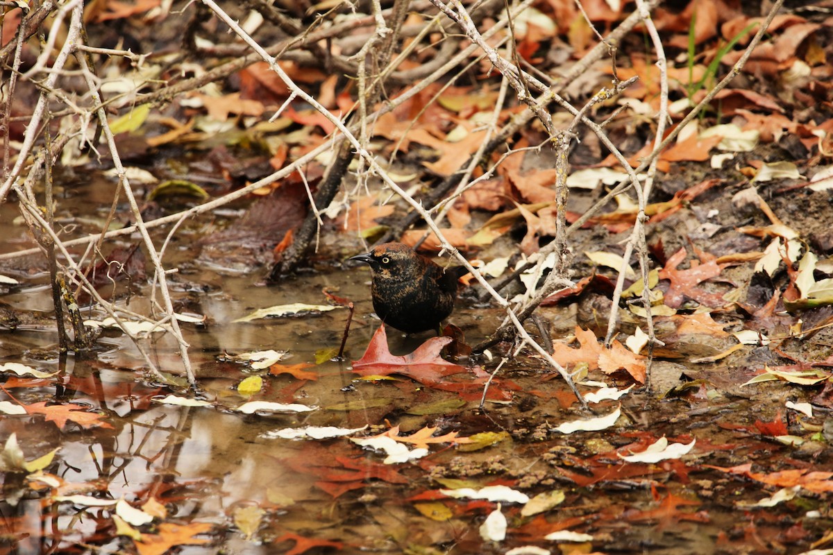 Rusty Blackbird - ML646299142