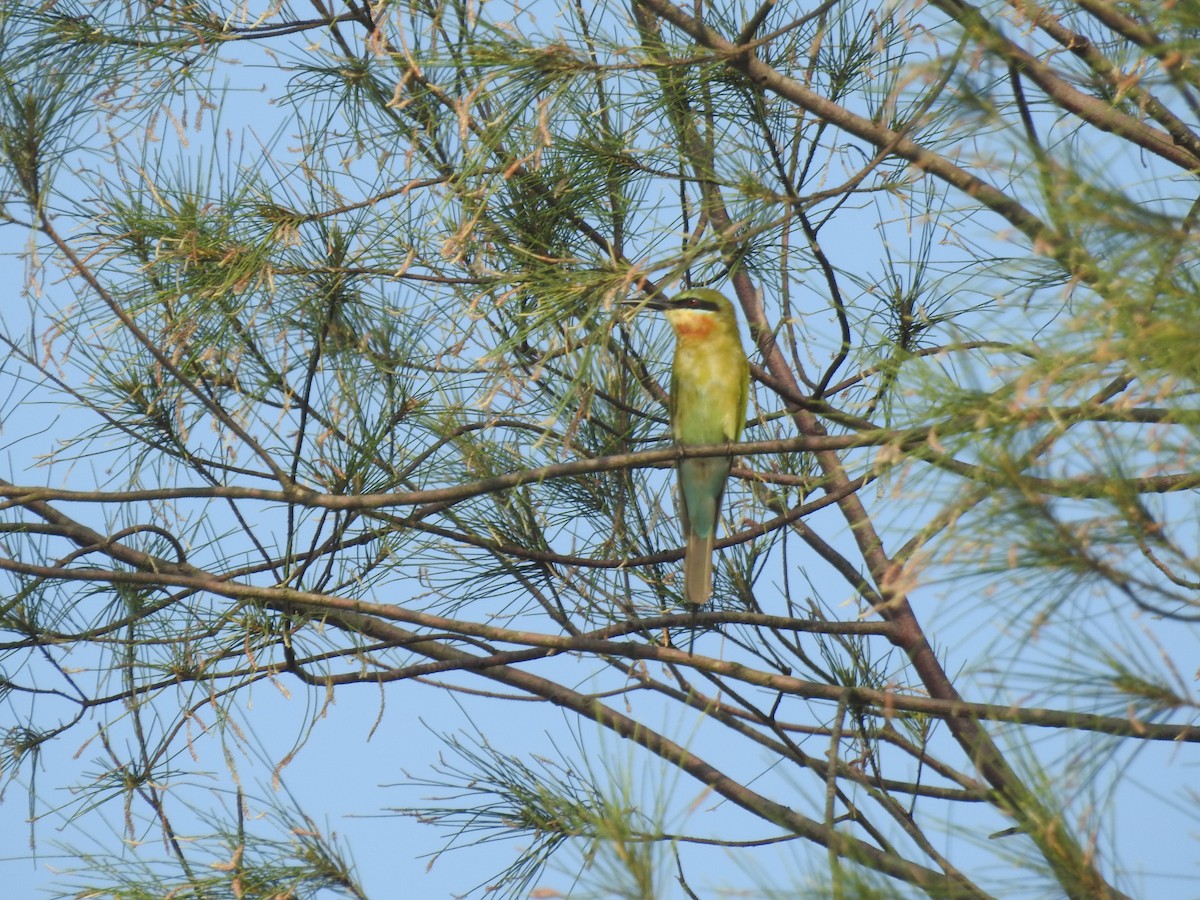 Blue-tailed Bee-eater - ML646299146