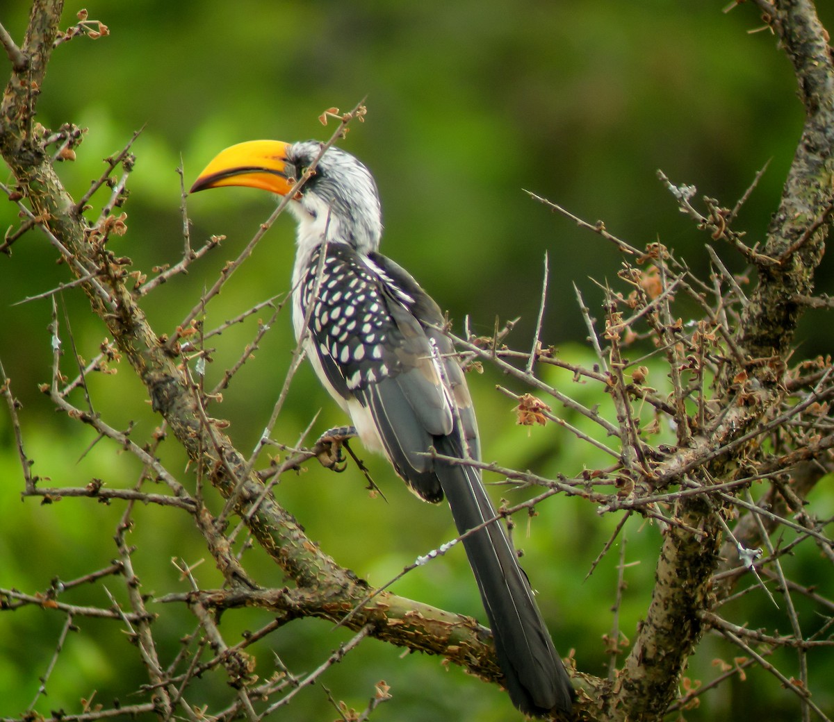 Toco Piquigualdo Norteño - ML646299147