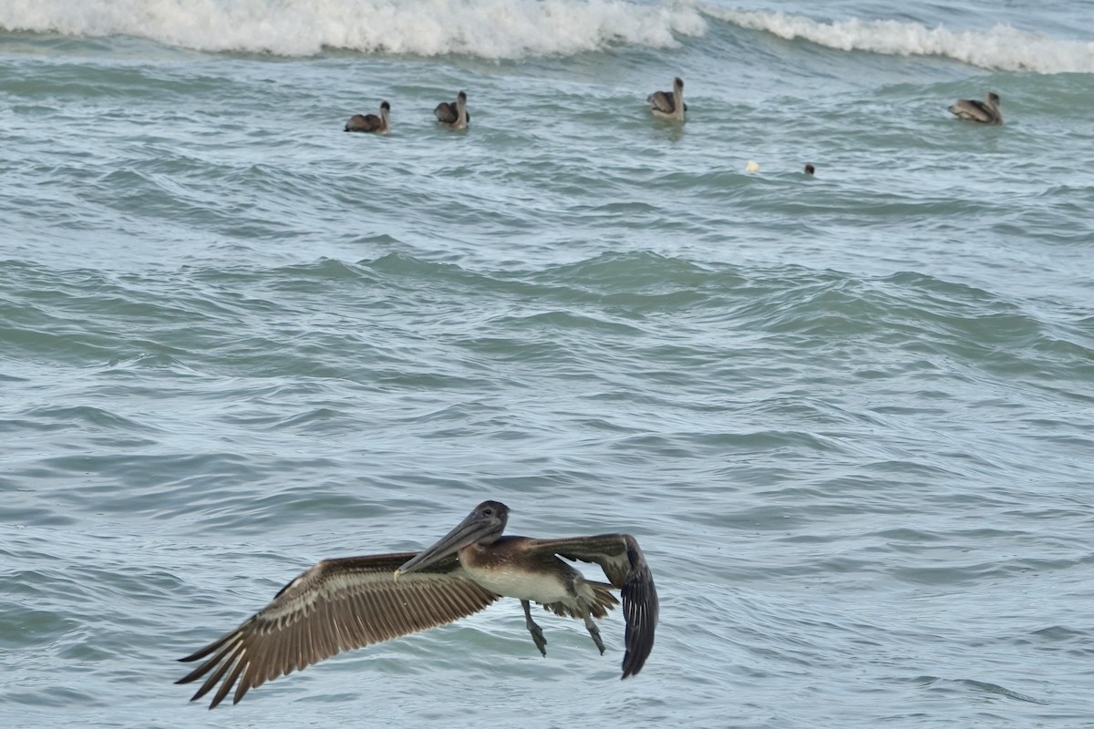 Brown Pelican - ML646299148