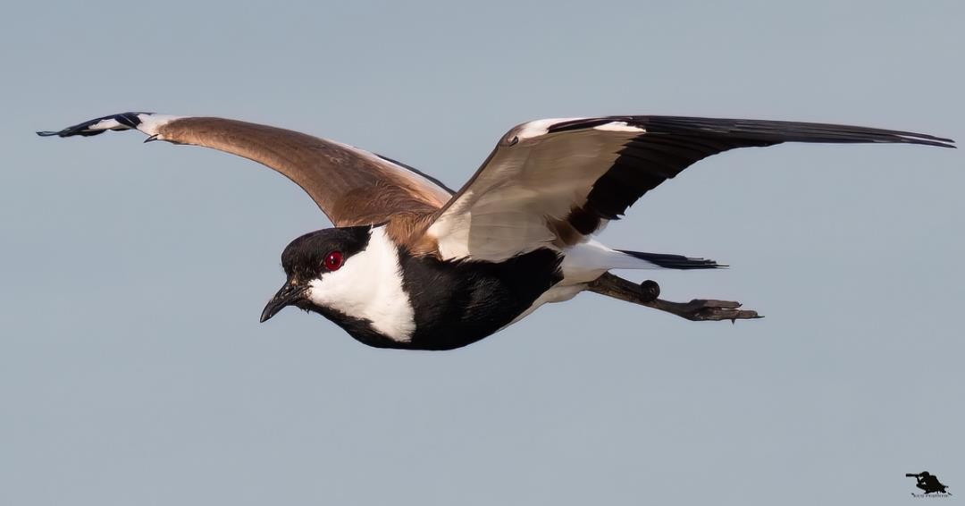 Spur-winged Lapwing - ML646299149