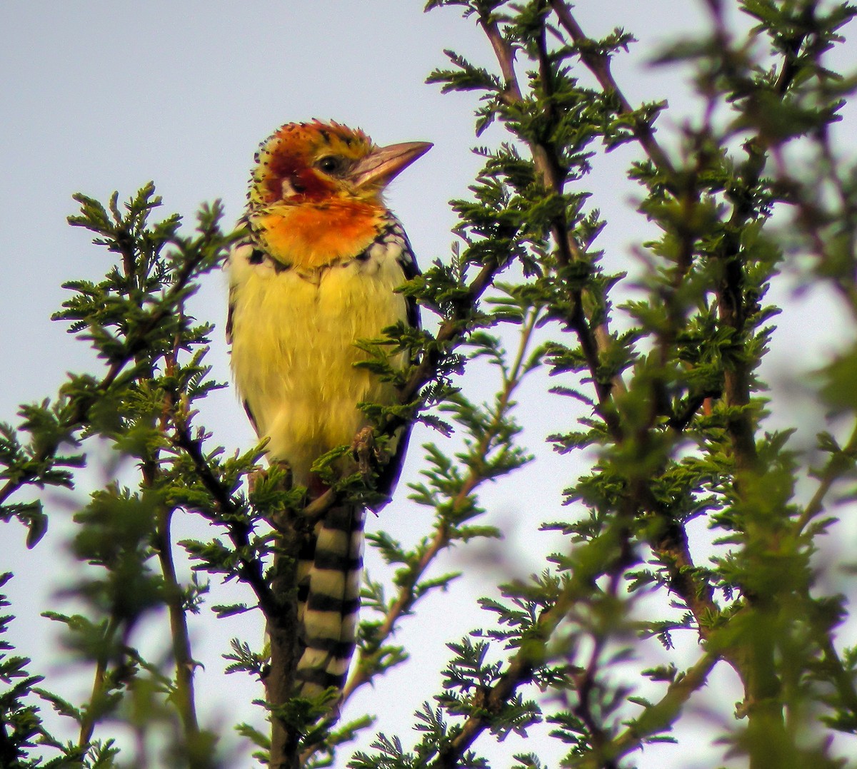 Barbudo Cabecirrojo - ML646299150