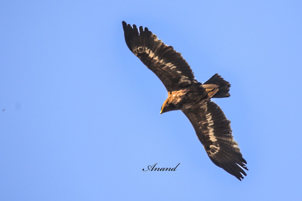 Águila Esteparia - ML646299152