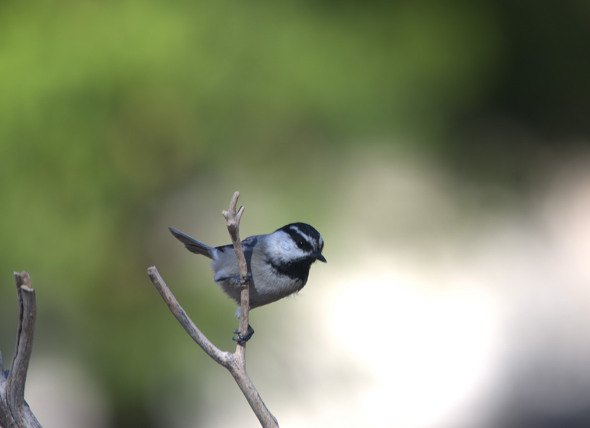 Mountain Chickadee - ML646299158