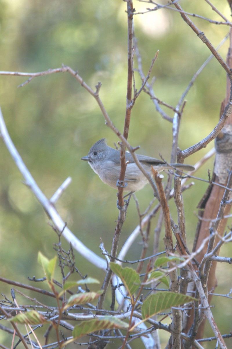 Oak Titmouse - ML646299160