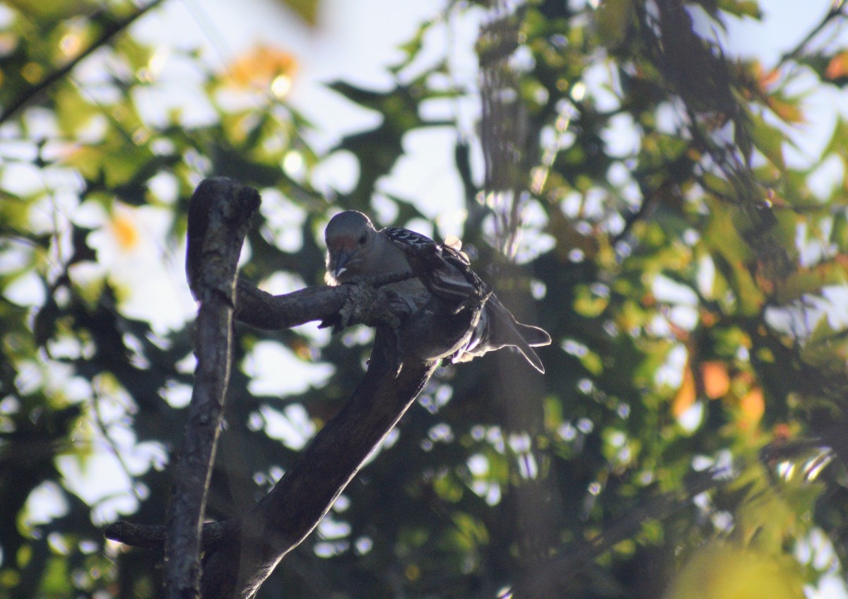 Kızılca Karınlı Ağaçkakan - ML646299162