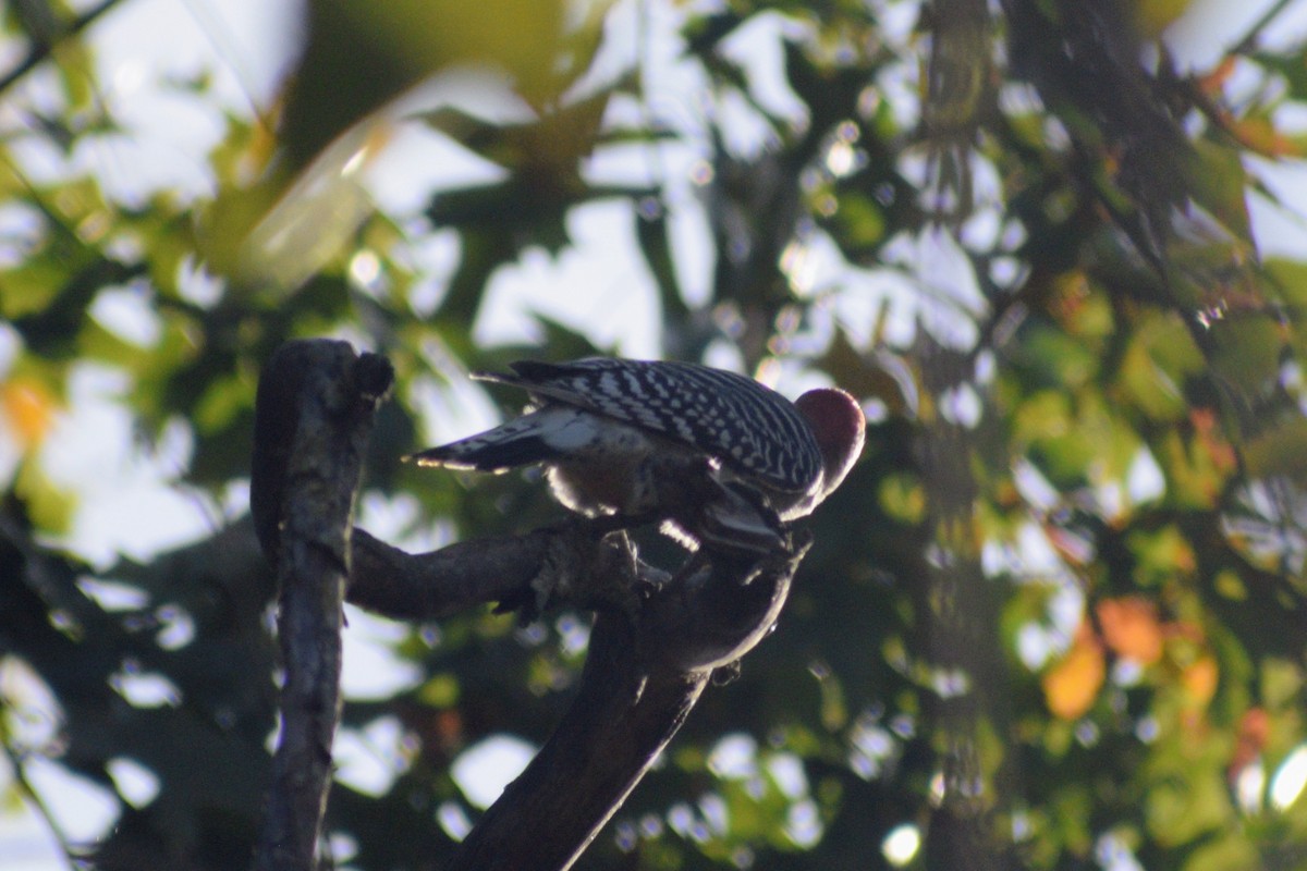 Kızılca Karınlı Ağaçkakan - ML646299163