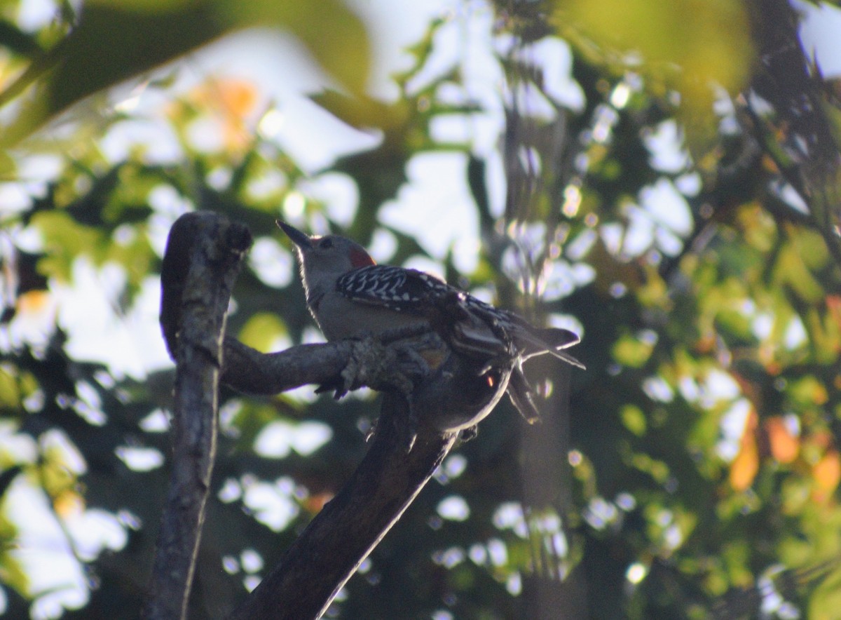 Kızılca Karınlı Ağaçkakan - ML646299164