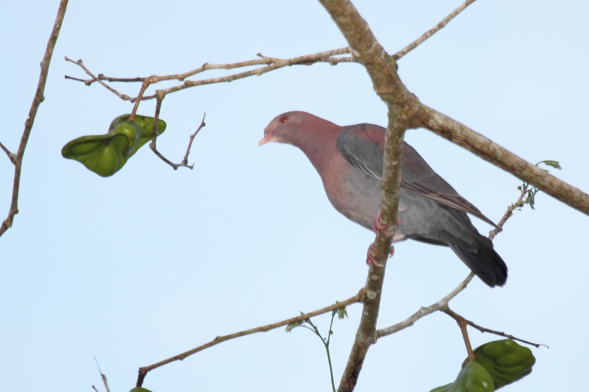 Red-billed Pigeon - ML646299172