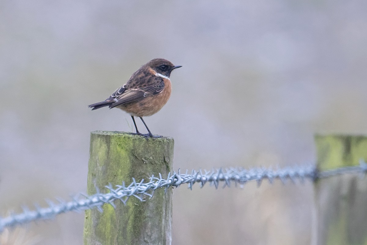 European Stonechat - ML646299175