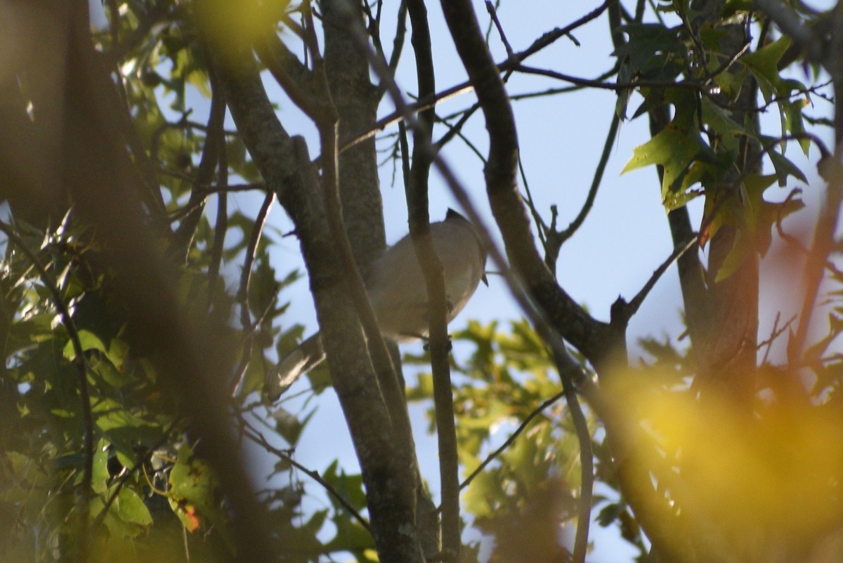 Mavi Karga - ML646299179