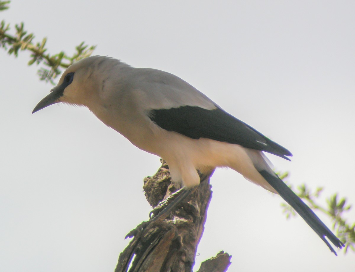 Stresemann Çalı Kargası - ML646299180