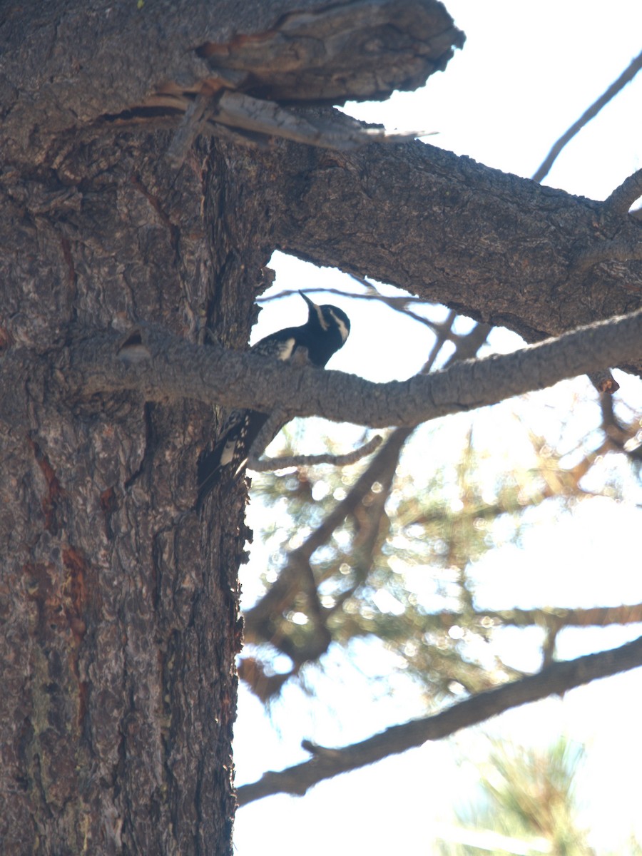 Williamson Ağaçkakanı - ML646299181