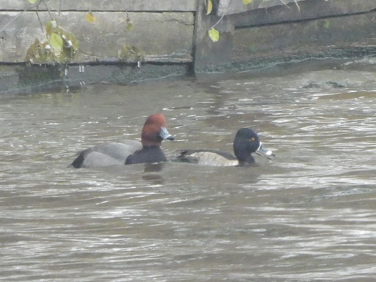 Amerika Elmabaşı - ML646299182