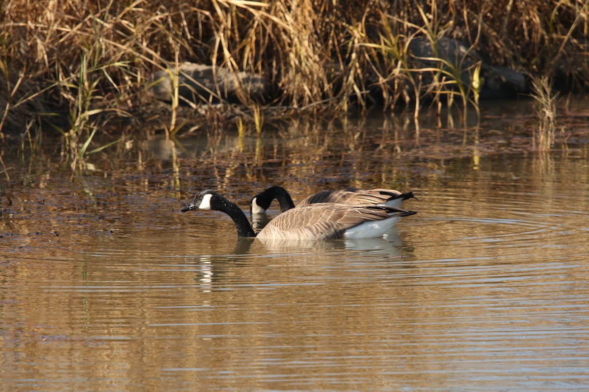 Kanada Kazı - ML646299183