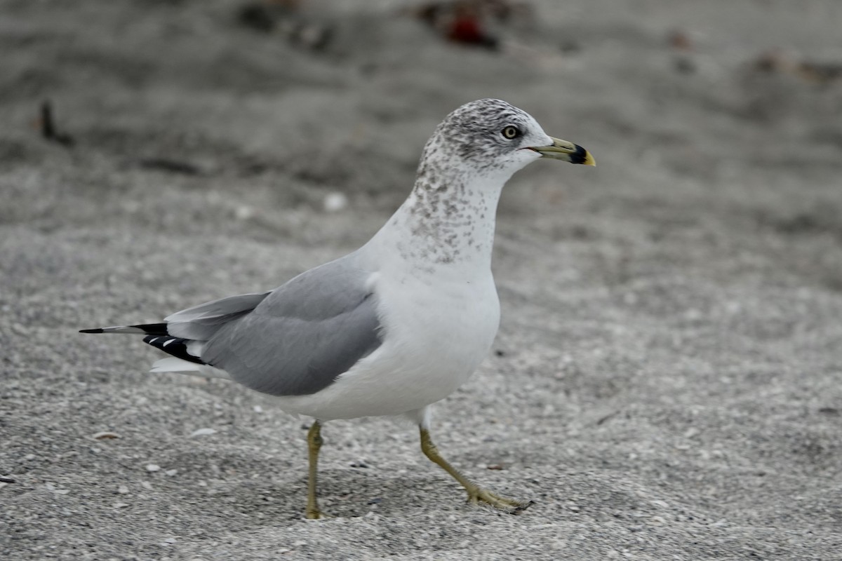 Halkalı Martı - ML646299185