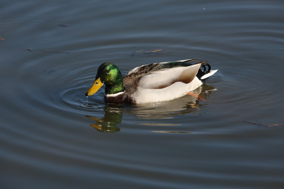 Yeşilbaş - ML646299186