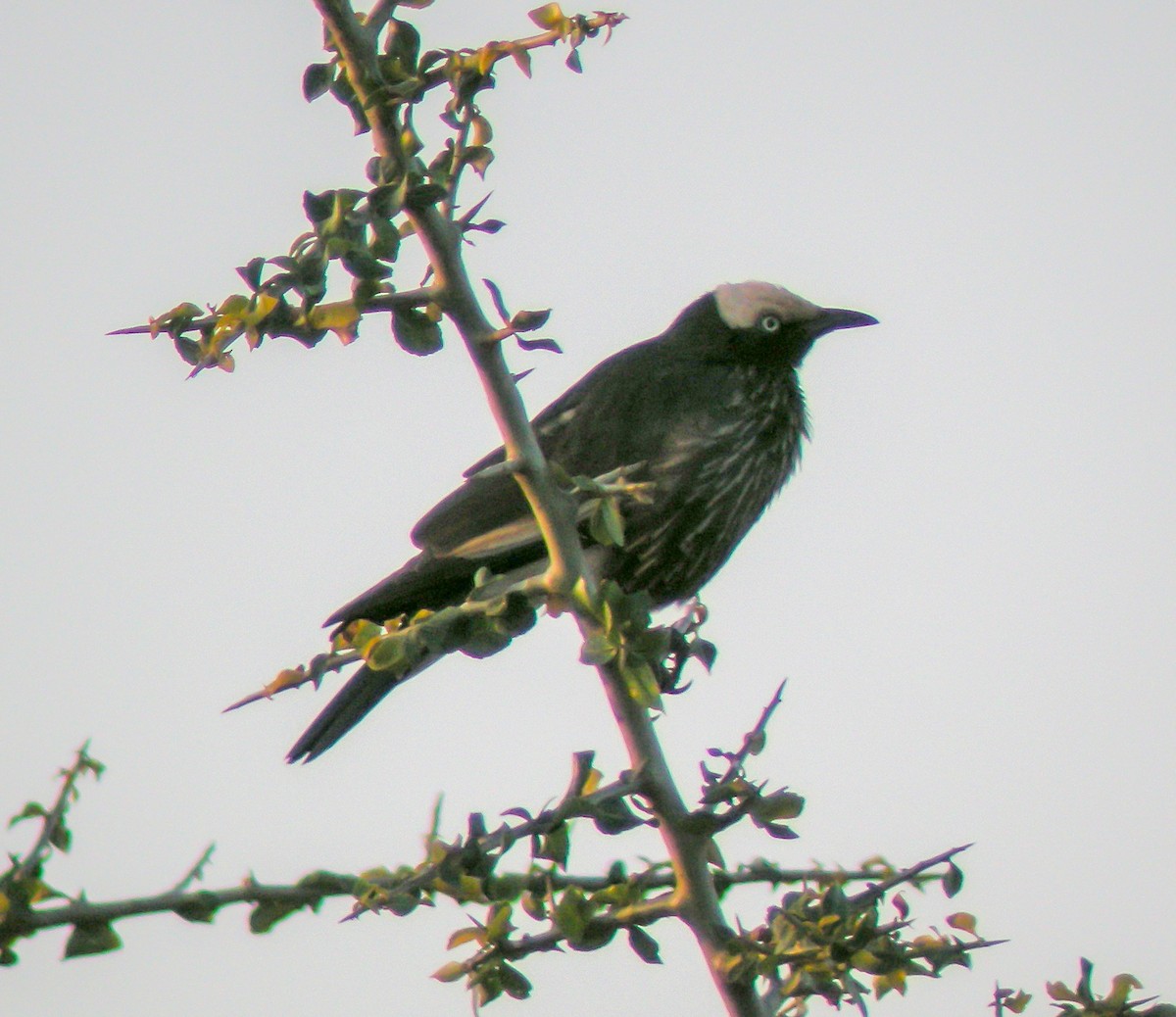 Ak Alınlı Sığırcık - ML646299188