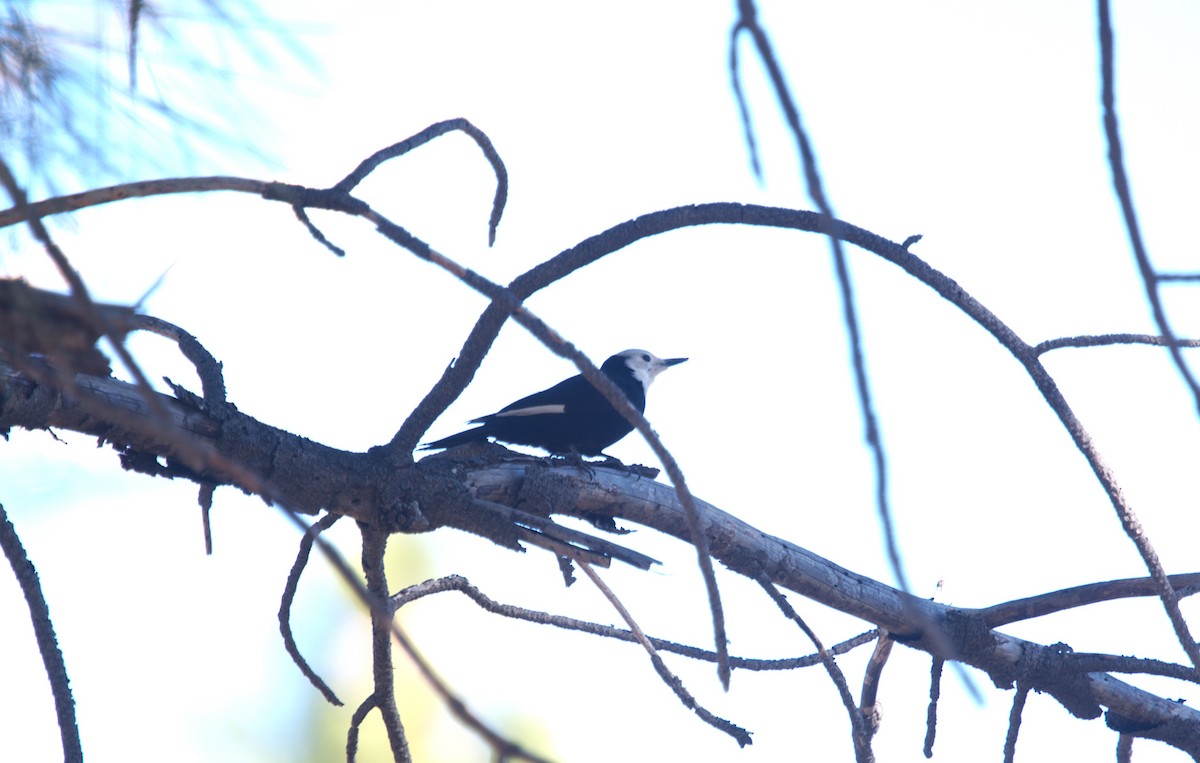 Ak Başlı Ağaçkakan - ML646299189