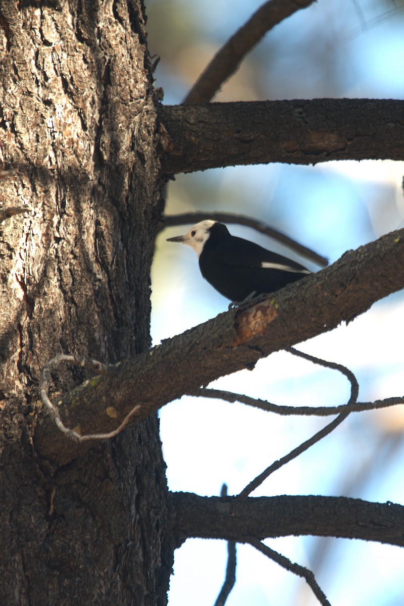 Ak Başlı Ağaçkakan - ML646299190