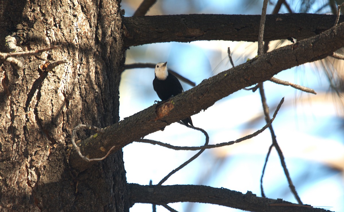 Ak Başlı Ağaçkakan - ML646299191