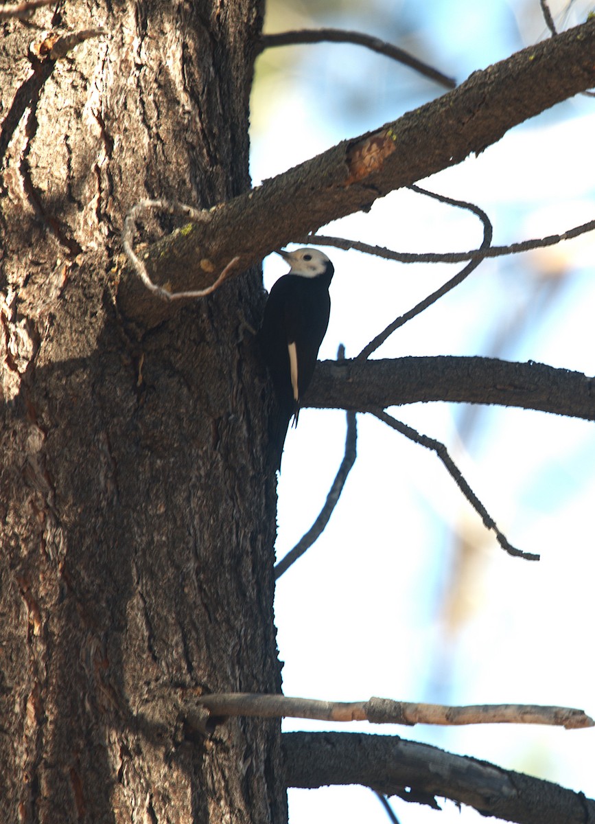 Ak Başlı Ağaçkakan - ML646299192