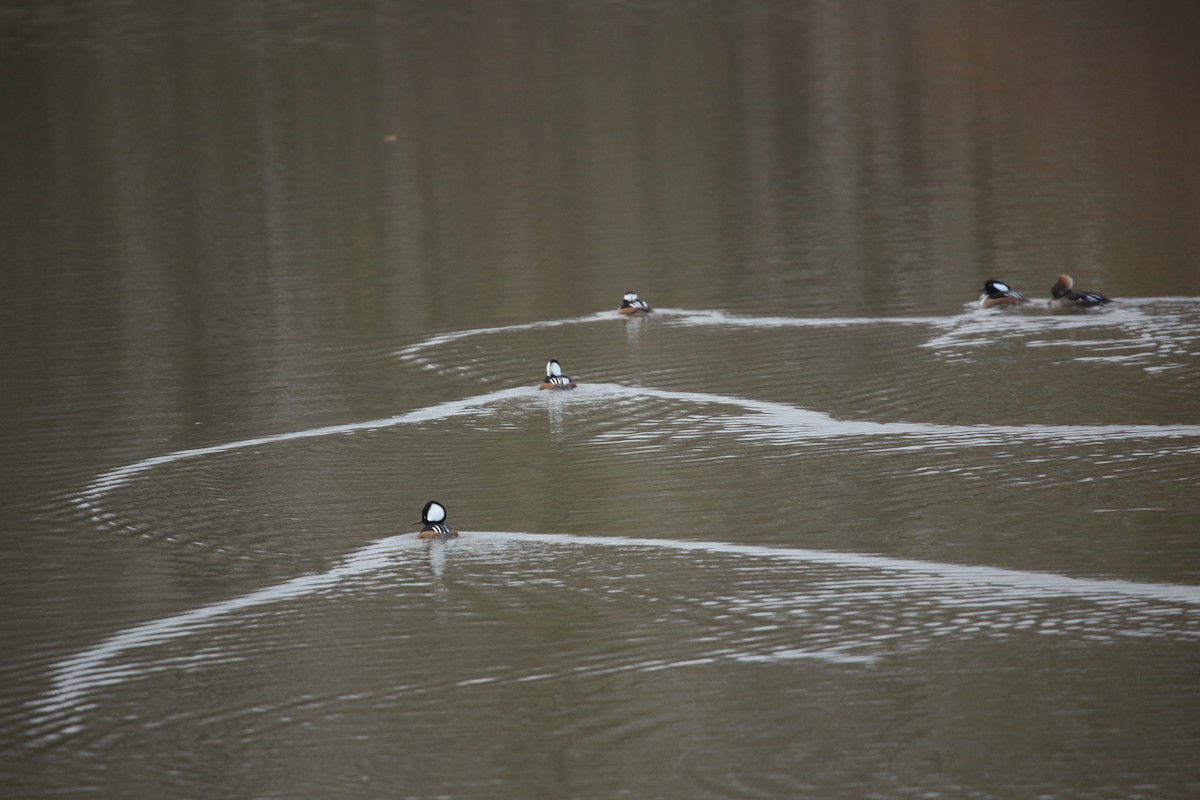 Başlıklı Tarakdiş - ML646299194