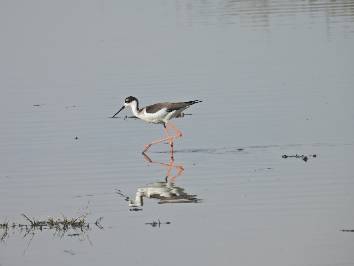 Maskeli Uzunbacak - ML646299195