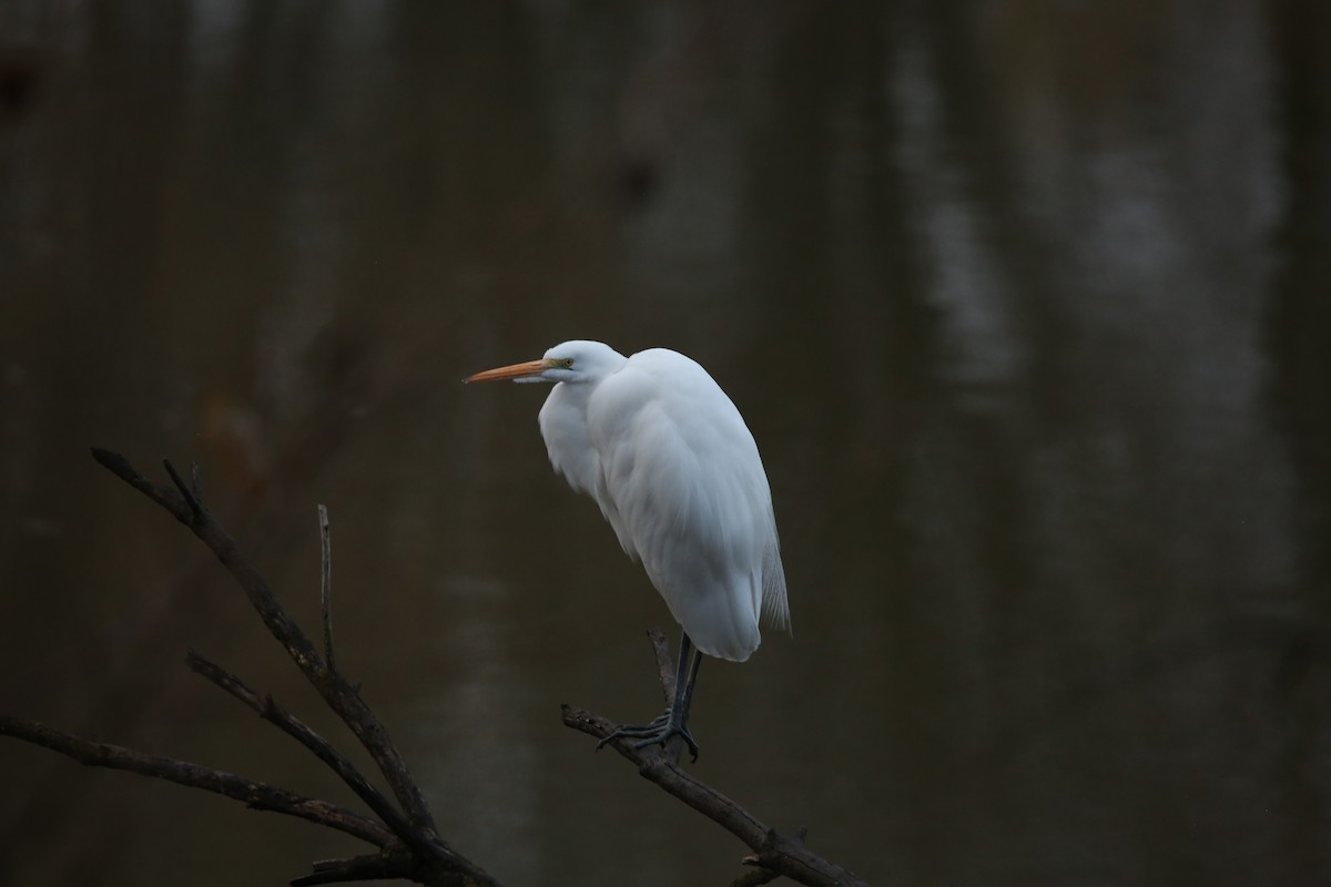 Büyük Ak Balıkçıl - ML646299196