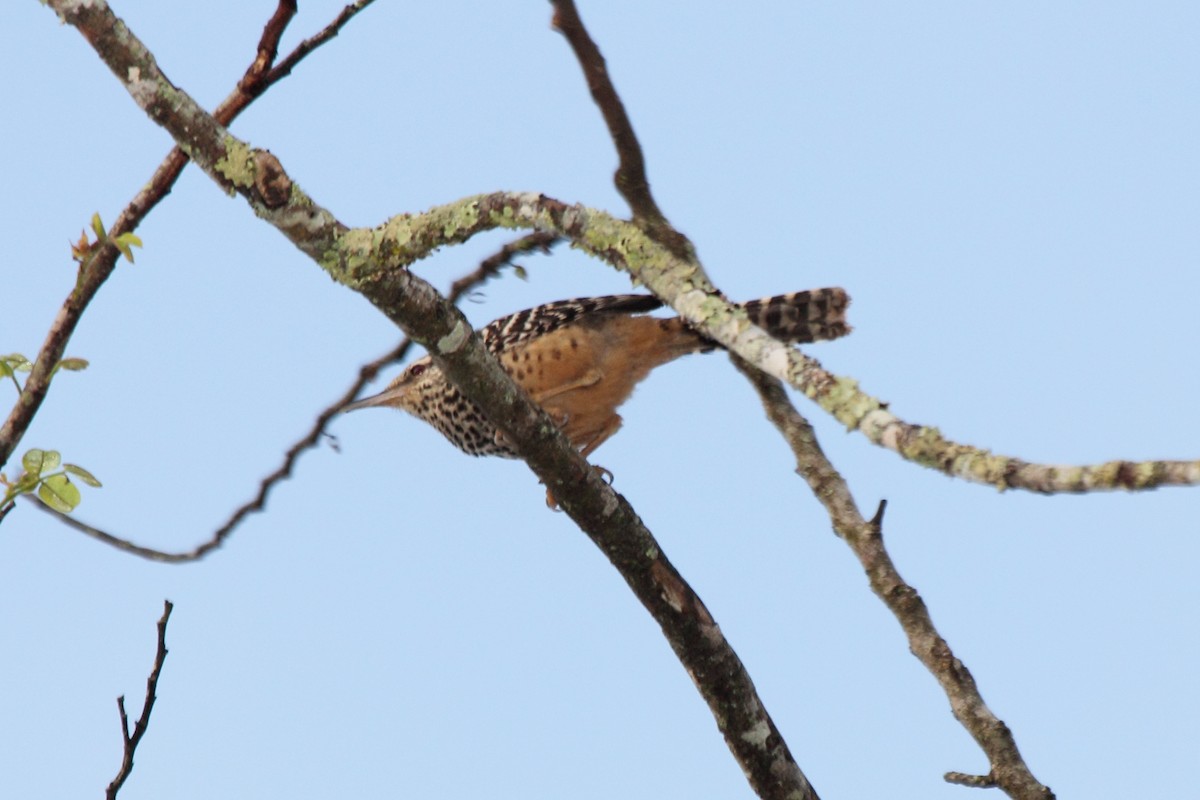 Kaplan Çıtkuşu - ML646299197