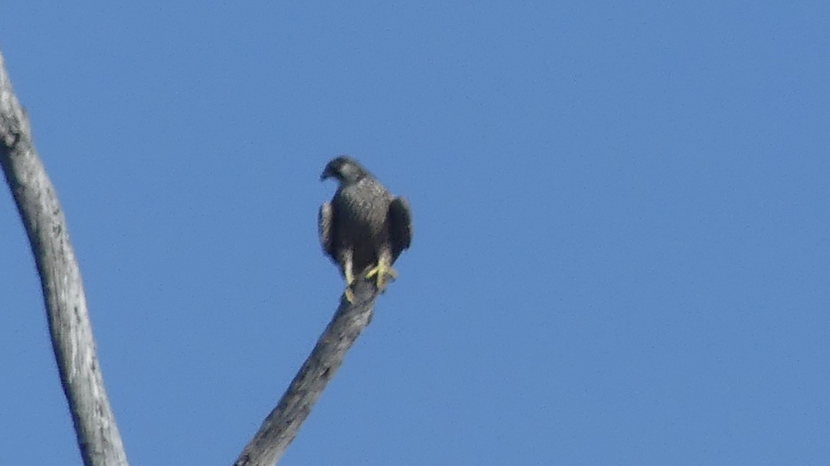 Gökdoğan - ML646299198