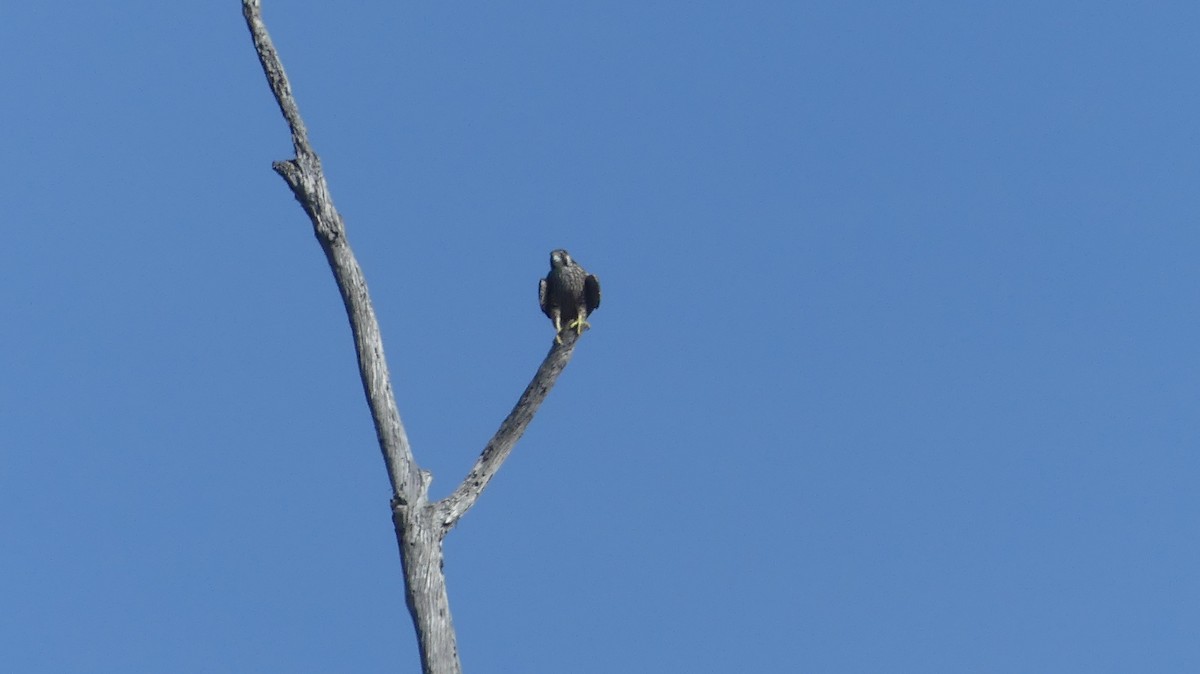 Gökdoğan - ML646299199