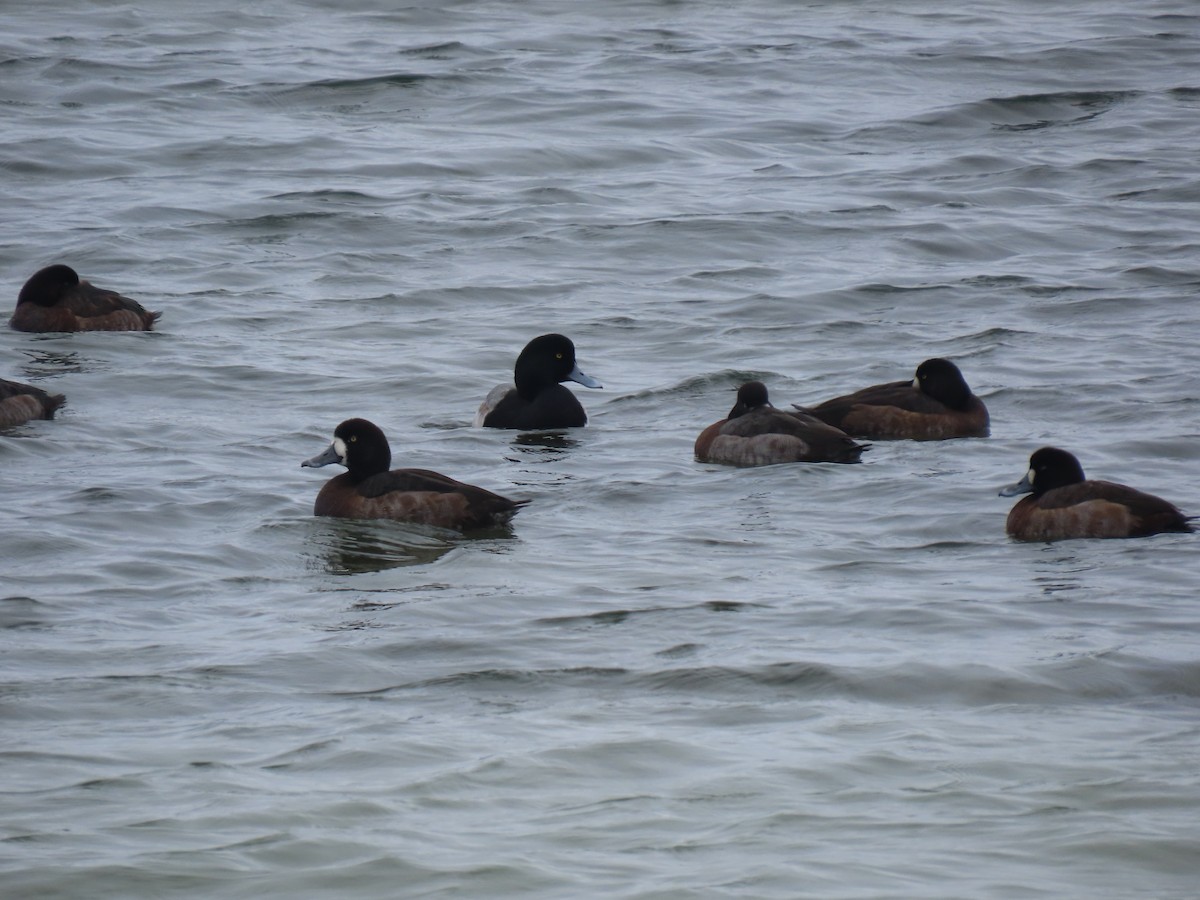Karabaş Patka - ML646299200
