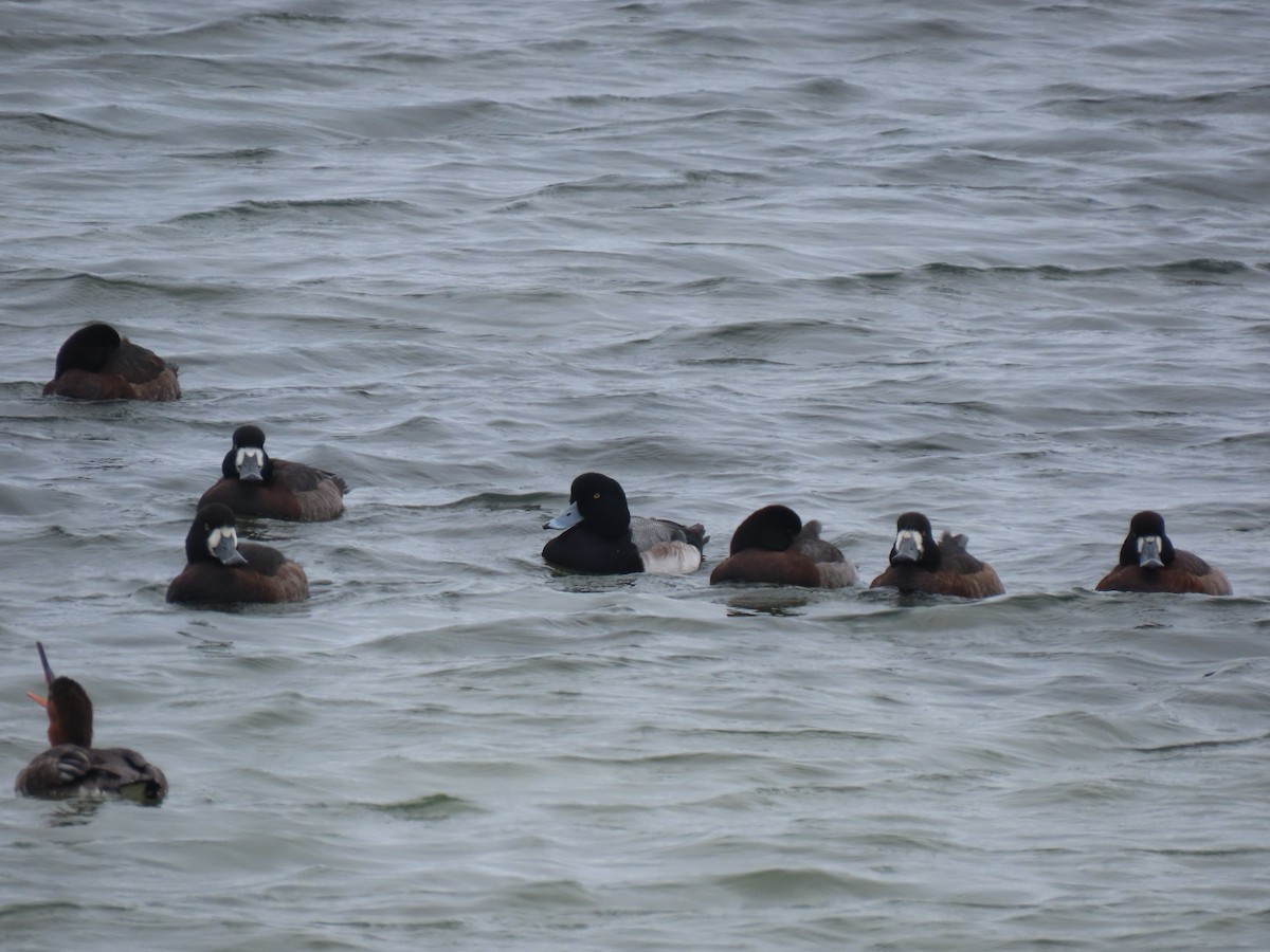 Karabaş Patka - ML646299201