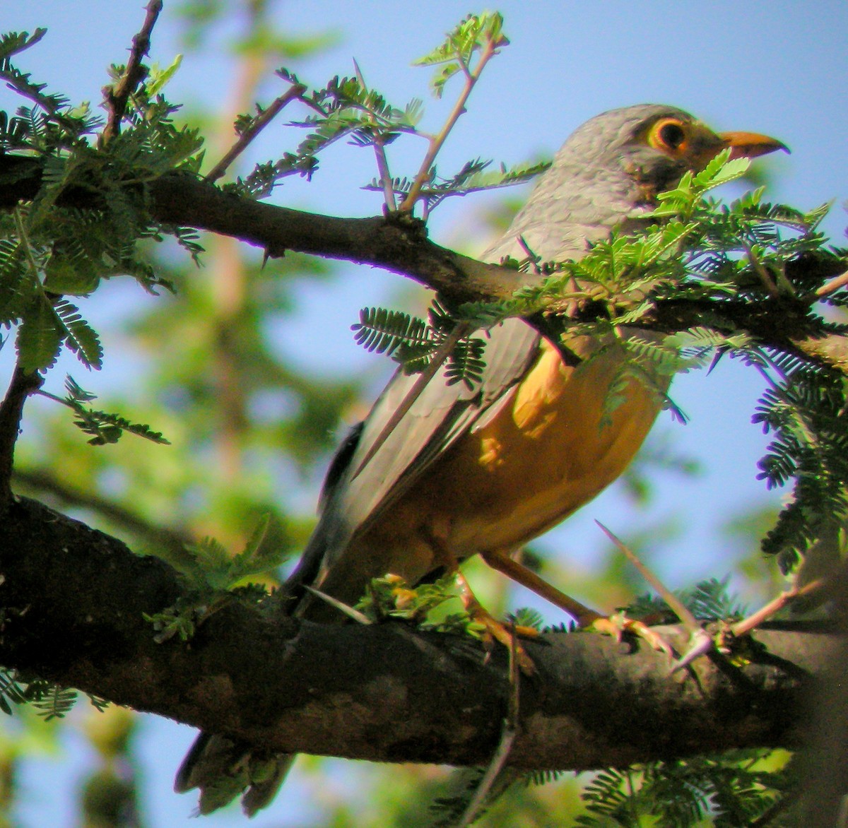 Afrika Çıplak Gözlü Ardıcı - ML646299203