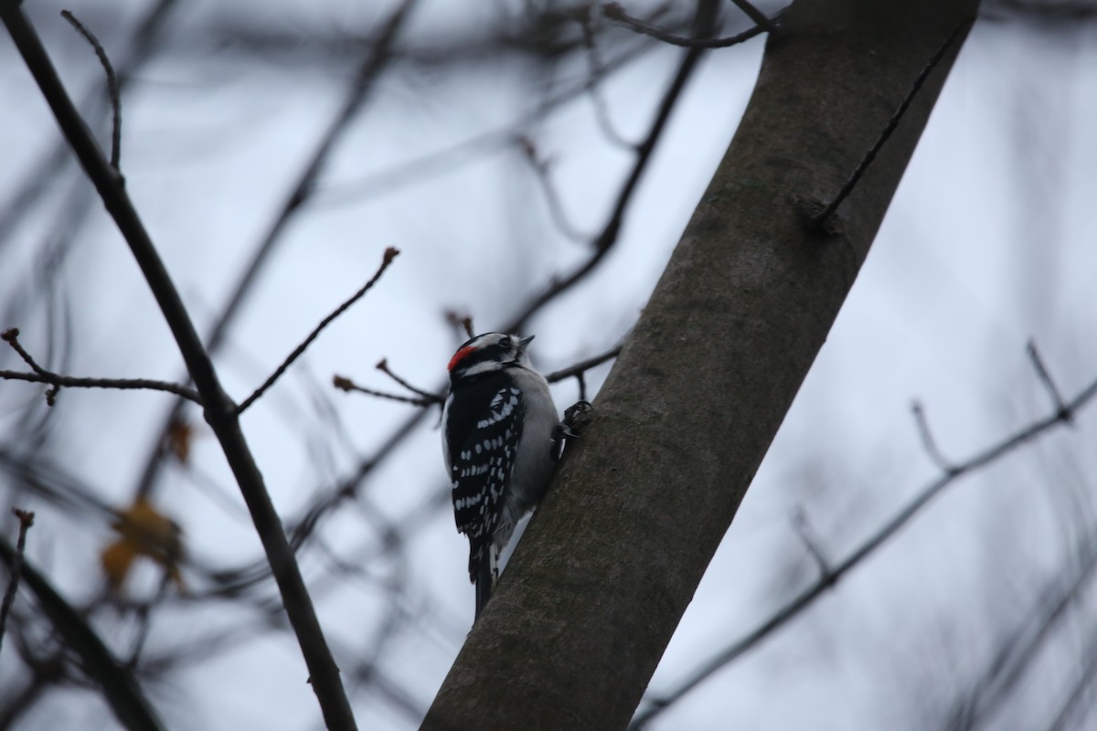 Yumuşak Tüylü Ağaçkakan - ML646299204