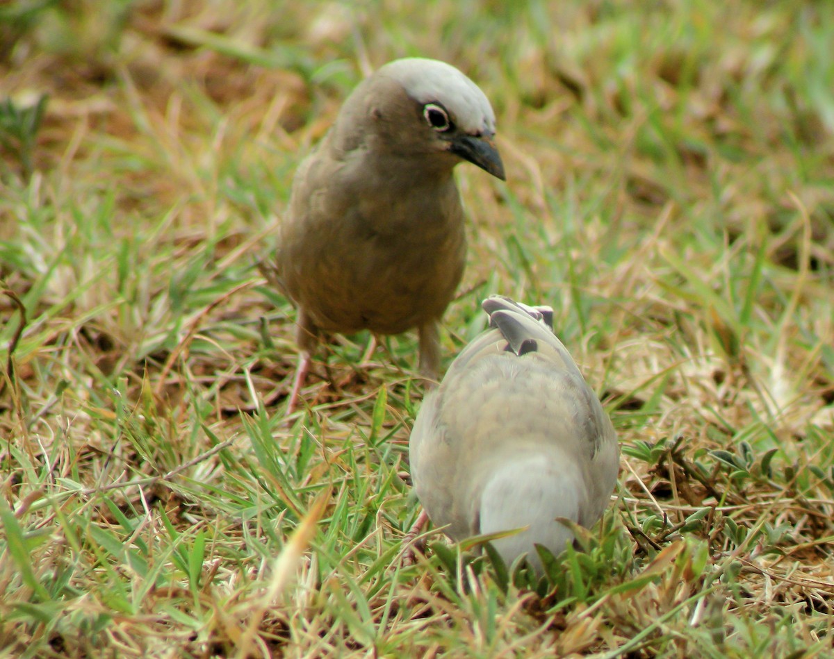 Gri Başlıklı Dokumacı - ML646299206