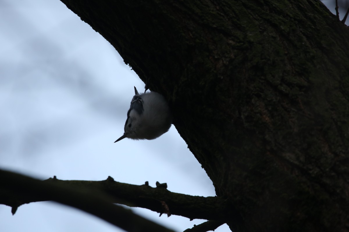 Beyaz Göğüslü Sıvacı - ML646299209